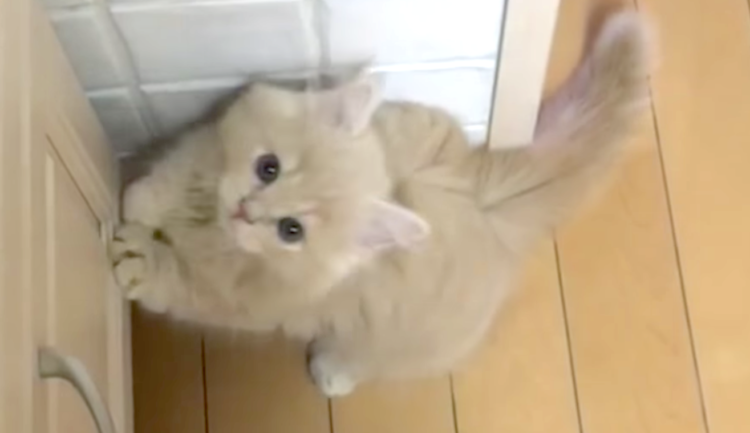 【ご飯ちょーだい♪】お腹ペコペコな子ネコちゃん。 じっと見つめてアピールする姿に… キュンっ♡