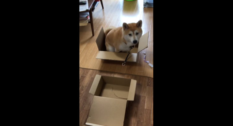動物,犬,猫,しつけ,飼い方,育て方,病気,健康