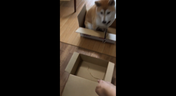 動物,犬,猫,しつけ,飼い方,育て方,病気,健康