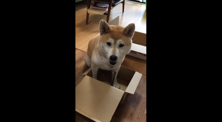 動物,犬,猫,しつけ,飼い方,育て方,病気,健康