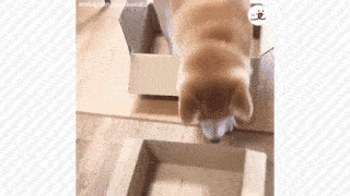 動物,犬,猫,しつけ,飼い方,育て方,病気,健康