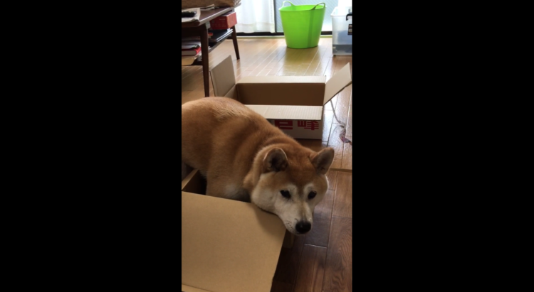 動物,犬,猫,しつけ,飼い方,育て方,病気,健康