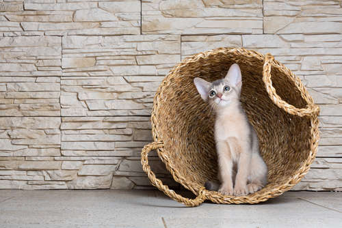 動物,犬,猫,しつけ,飼い方,育て方,病気,健康