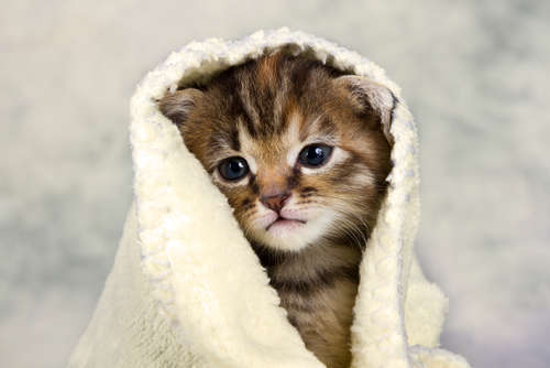 動物,犬,猫,しつけ,飼い方,育て方,病気,健康