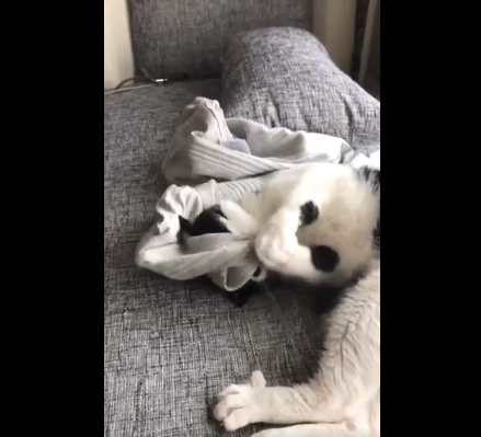 動物,犬,猫,しつけ,飼い方,育て方,病気,健康