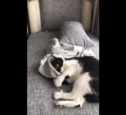 動物,犬,猫,しつけ,飼い方,育て方,病気,健康