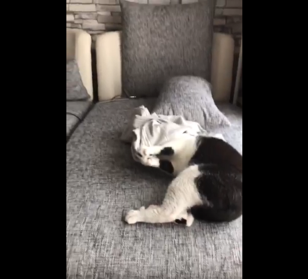 動物,犬,猫,しつけ,飼い方,育て方,病気,健康