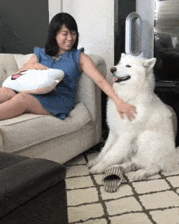 動物,犬,猫,しつけ,飼い方,育て方,病気,健康