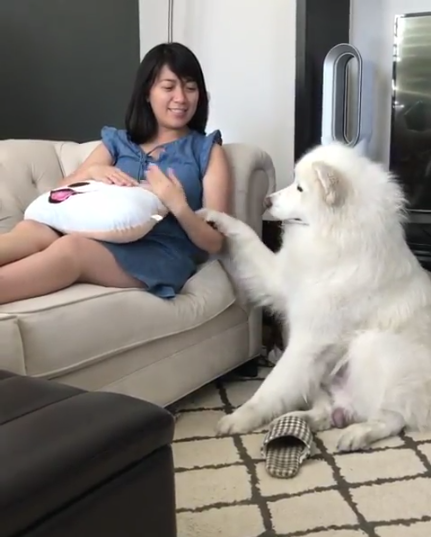 動物,犬,猫,しつけ,飼い方,育て方,病気,健康