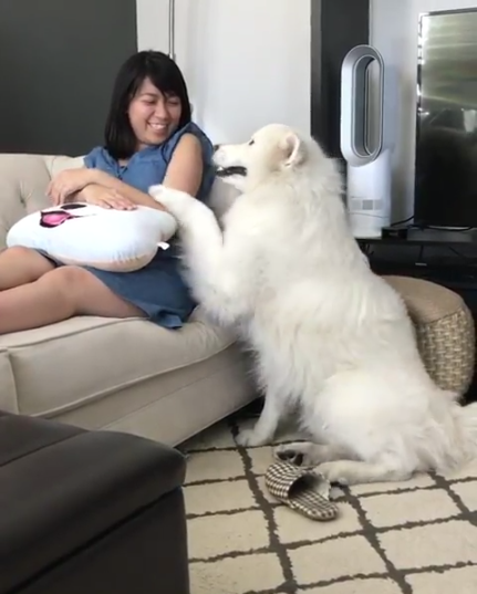 動物,犬,猫,しつけ,飼い方,育て方,病気,健康