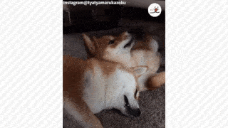 動物,犬,猫,しつけ,飼い方,育て方,病気,健康