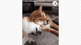 動物,犬,猫,しつけ,飼い方,育て方,病気,健康