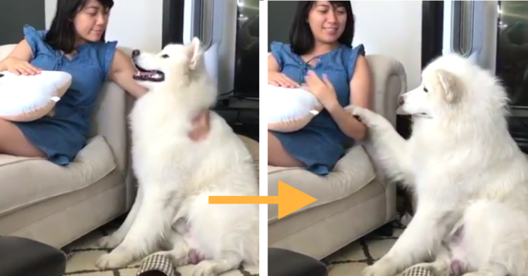 【ナデナデやめちゃダメ…】サモエドの想いが伝わる、一生懸命なおねだりが可愛すぎた(*´艸`*)♡
