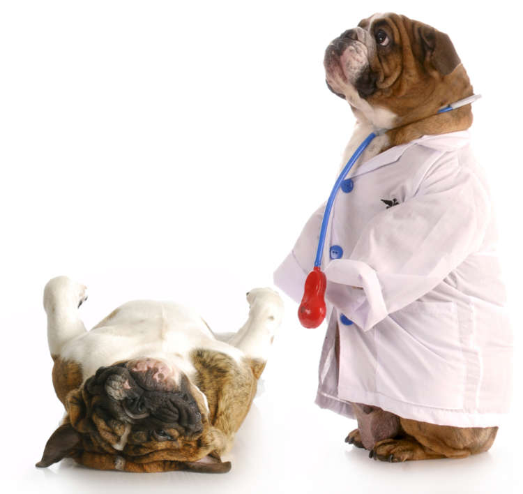 動物,犬,猫,しつけ,飼い方,育て方,病気,健康