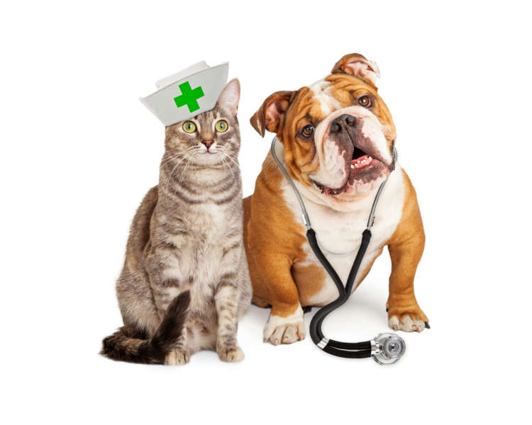 動物,犬,猫,しつけ,飼い方,育て方,病気,健康