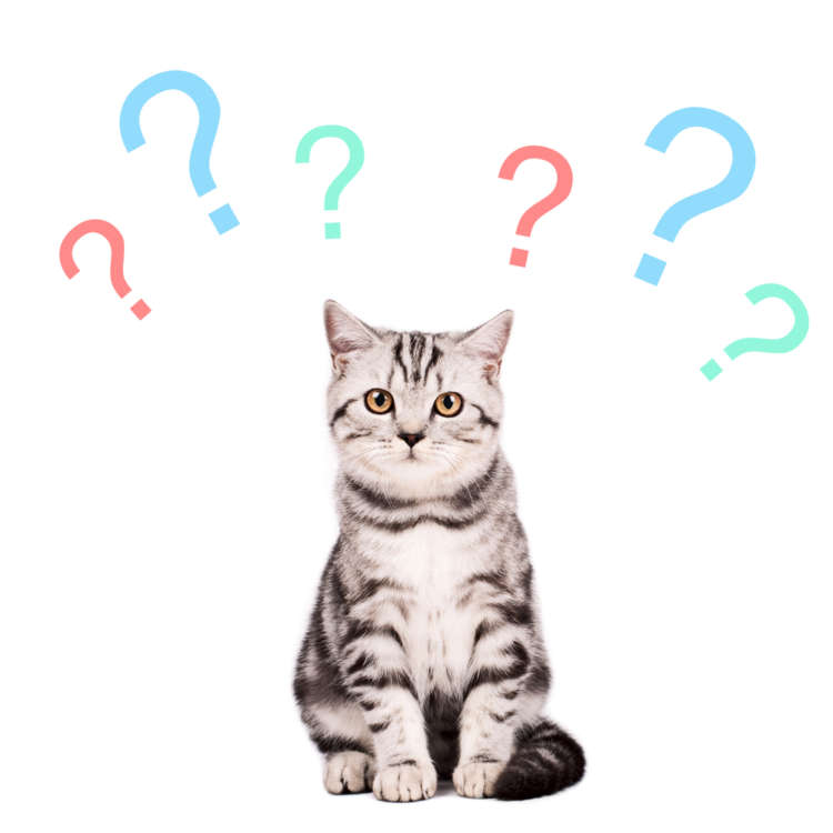 動物,犬,猫,しつけ,飼い方,育て方,病気,健康