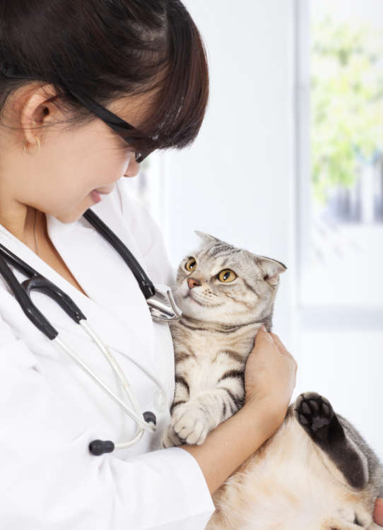 動物,犬,猫,しつけ,飼い方,育て方,病気,健康