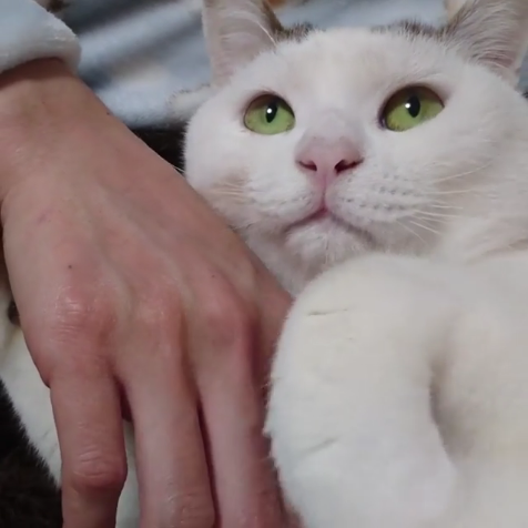 動物,犬,猫,しつけ,飼い方,育て方,病気,健康