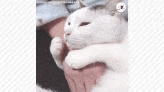 動物,犬,猫,しつけ,飼い方,育て方,病気,健康