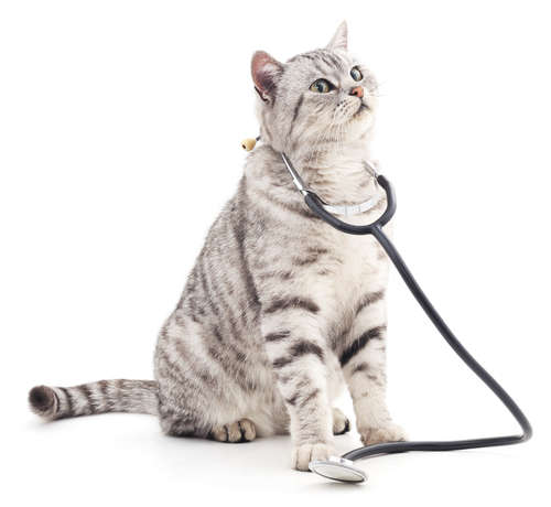動物,犬,猫,しつけ,飼い方,育て方,病気,健康