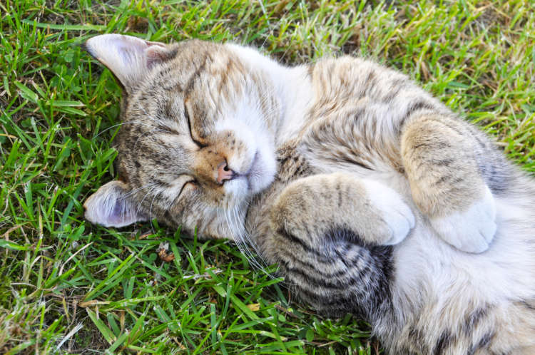 猫の寄生虫を除去しよう。虫下し(駆虫薬)について