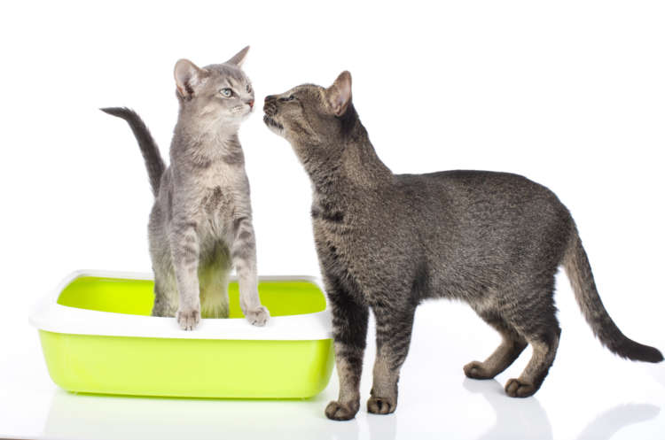 猫の膀胱炎 考えられる原因や症状、治療法と予防法