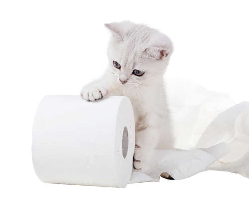 動物,犬,猫,しつけ,飼い方,育て方,病気,健康