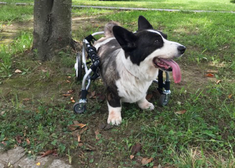 動物,犬,猫,しつけ,飼い方,育て方,病気,健康