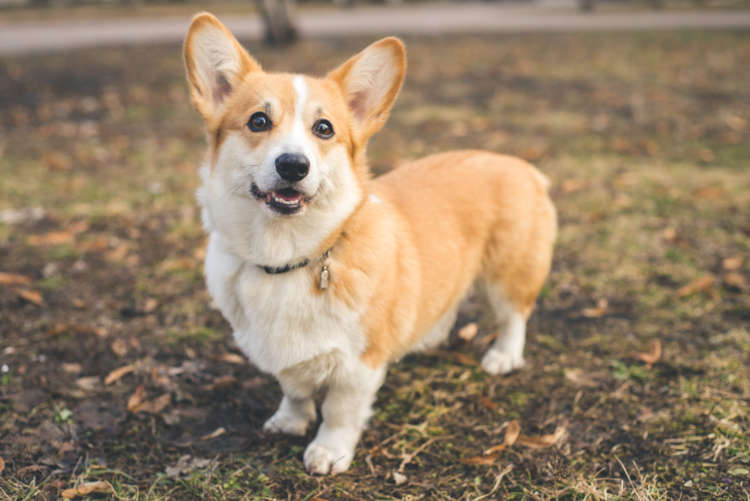 動物,犬,猫,しつけ,飼い方,育て方,病気,健康