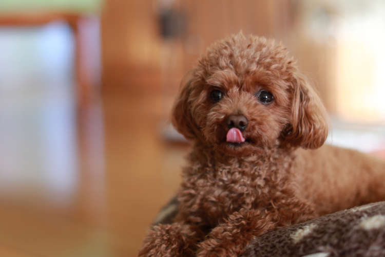 動物,犬,猫,しつけ,飼い方,育て方,病気,健康