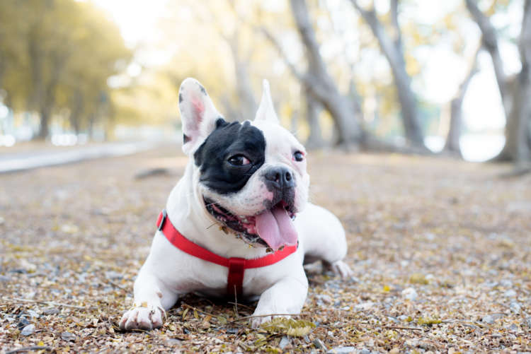 動物,犬,猫,しつけ,飼い方,育て方,病気,健康