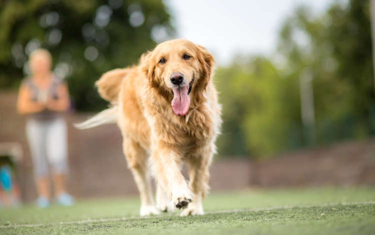 動物,犬,猫,しつけ,飼い方,育て方,病気,健康