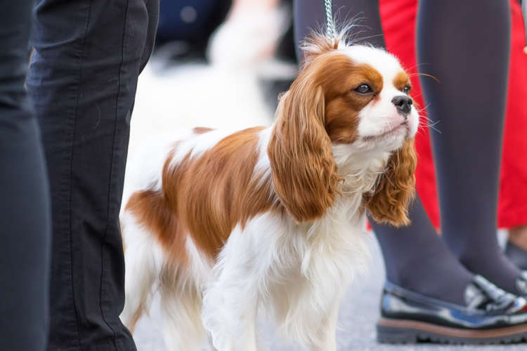 動物,犬,猫,しつけ,飼い方,育て方,病気,健康
