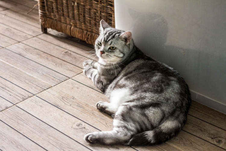 動物,犬,猫,しつけ,飼い方,育て方,病気,健康