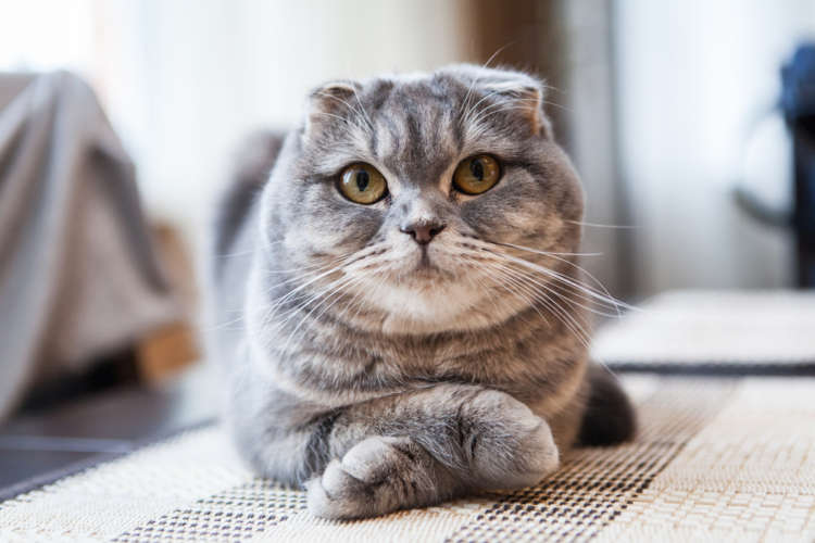 動物,犬,猫,しつけ,飼い方,育て方,病気,健康