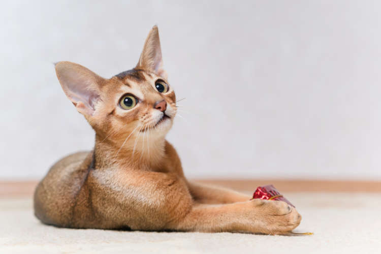 動物,犬,猫,しつけ,飼い方,育て方,病気,健康