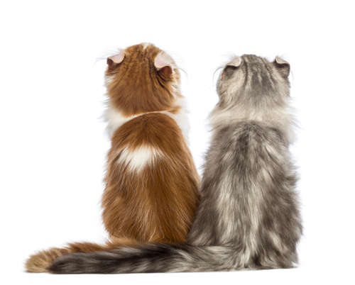 動物,犬,猫,しつけ,飼い方,育て方,病気,健康