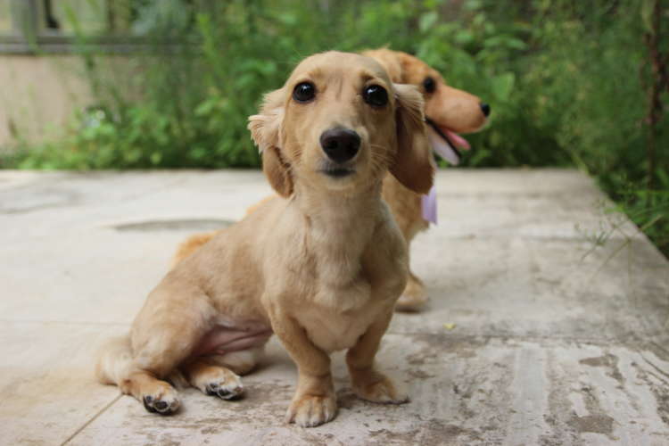動物,犬,猫,しつけ,飼い方,育て方,病気,健康