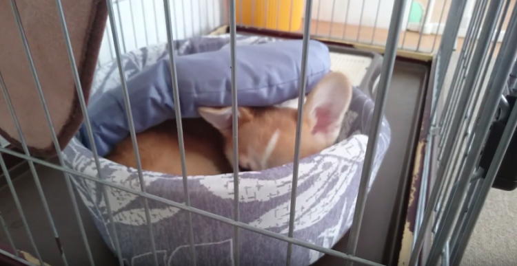 動物,犬,猫,しつけ,飼い方,育て方,病気,健康