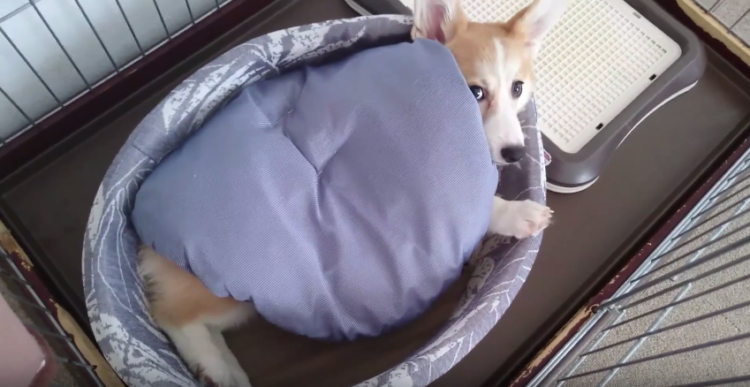 動物,犬,猫,しつけ,飼い方,育て方,病気,健康