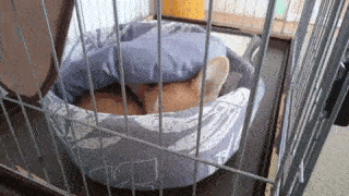 動物,犬,猫,しつけ,飼い方,育て方,病気,健康