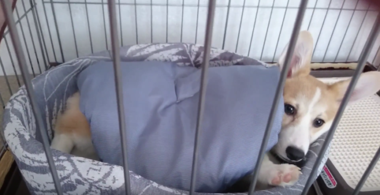 動物,犬,猫,しつけ,飼い方,育て方,病気,健康