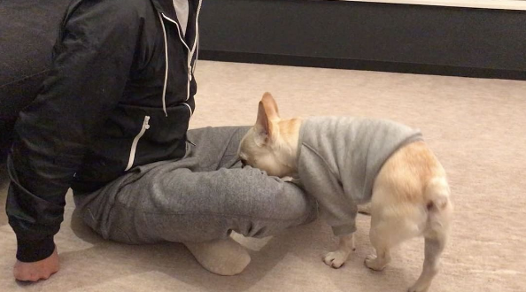 動物,犬,猫,しつけ,飼い方,育て方,病気,健康