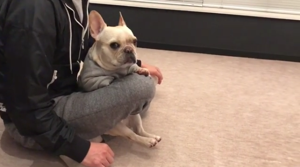 動物,犬,猫,しつけ,飼い方,育て方,病気,健康