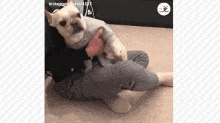 動物,犬,猫,しつけ,飼い方,育て方,病気,健康