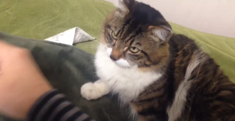 動物,犬,猫,しつけ,飼い方,育て方,病気,健康