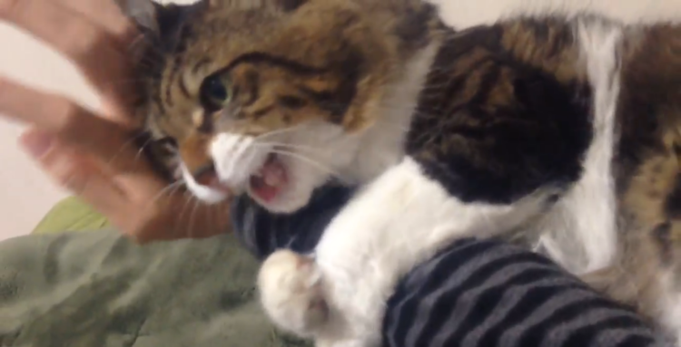 動物,犬,猫,しつけ,飼い方,育て方,病気,健康