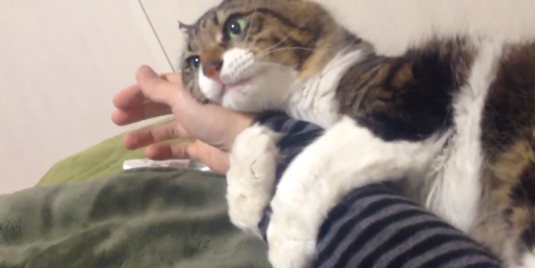 動物,犬,猫,しつけ,飼い方,育て方,病気,健康