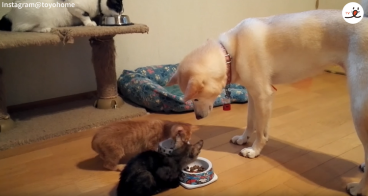 動物,犬,猫,しつけ,飼い方,育て方,病気,健康