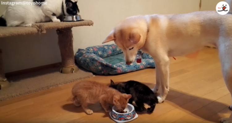 動物,犬,猫,しつけ,飼い方,育て方,病気,健康
